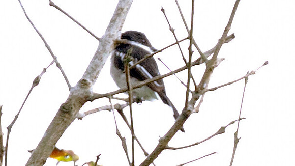 Bar-winged Flycatcher-shrike (Hemipus picatus)