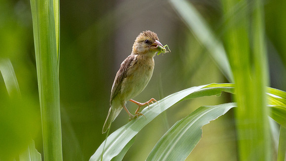 Baya Weaver (Ploceus philippinus) Female