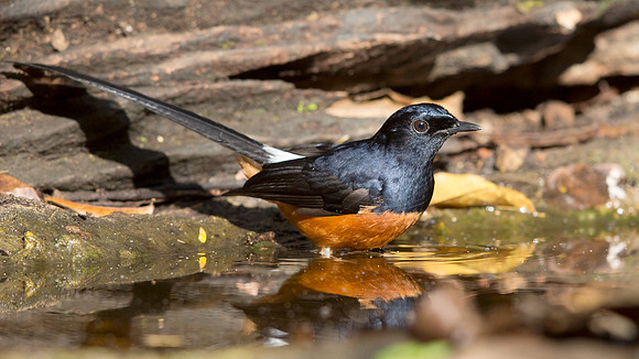 White-rumped shama (Copsychus malabaricus) Male