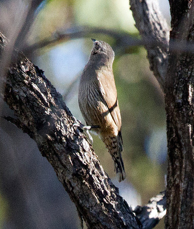 Brown treecreeper (Climacteris picumnus)