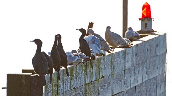 Pelagic Cormorant (Phalacrocorax pelagicus)
