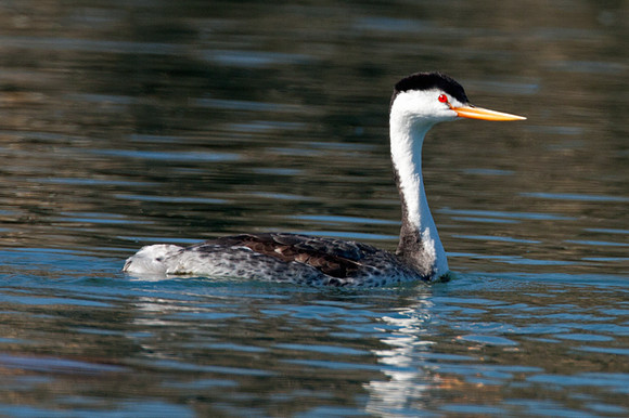 Clark's Grebe (Aechmophorus clarkii)