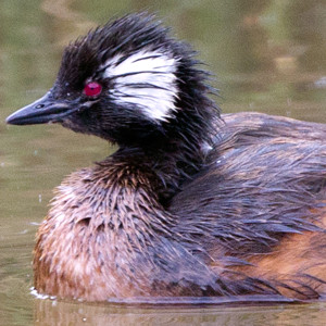 White-tufted Grebe (Rollandia rolland)