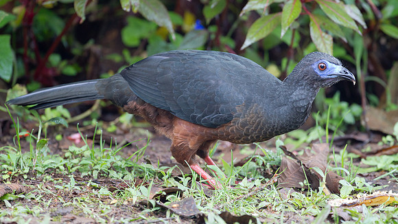 Sickle-winged Guan (Chamaepetes goudotii)