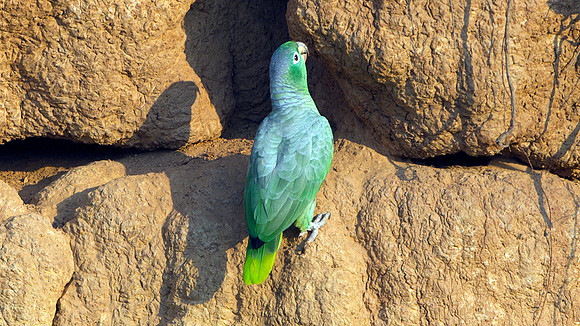 Mealy Parrot (Amazona farinosa)