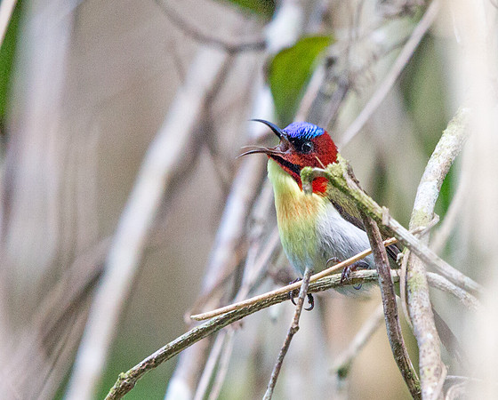 Lovely sunbird (Aethopyga shelleyi) Male