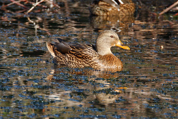 Mallard (Anas platyrhynchos) female