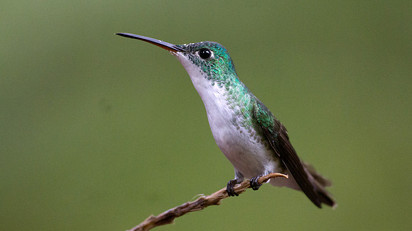 Andean Emerald (Amazilia franciae)