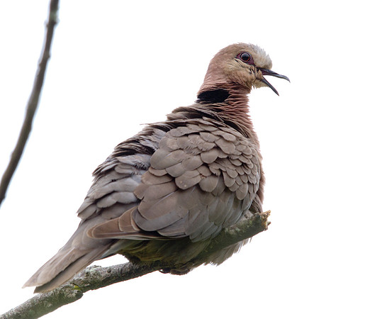 Red-eyed Dove (Streptopelia semitorquata)