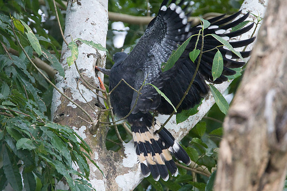 Crane Hawk (Geranospiza caerulescens)