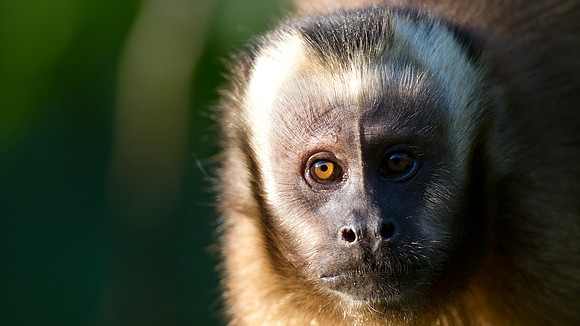 Brown capuchin (Cebus apella)