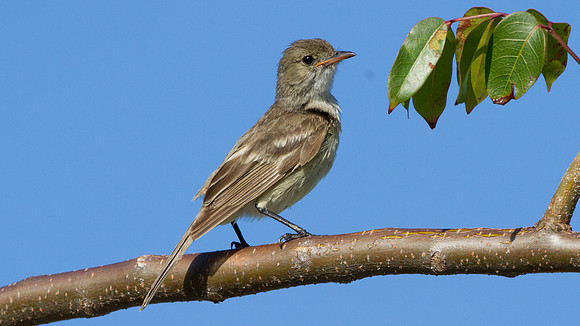 Caribbean Elaenia (Elaenia martinica)