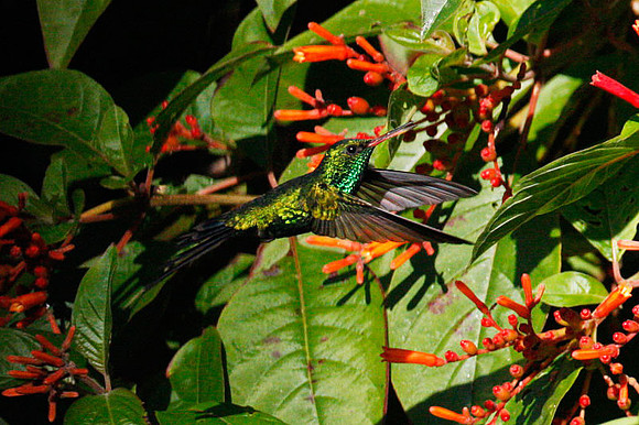 Cozumel Emerald (Chlorostilbon forficatus) male