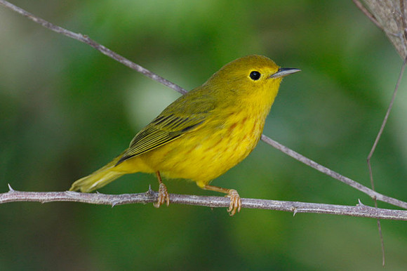Golden (Yellow) Warbler (Dendroica petechia) female