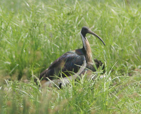 Straw-necked Ibis (Threskiornis spinicollis)