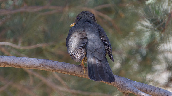 Chiguanco Thrush (Turdus chiguanco)