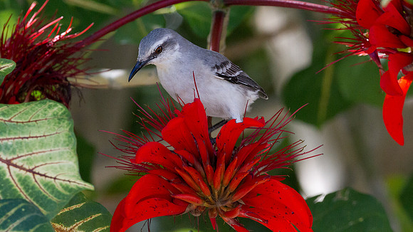 Tropical Mockingbird (Mimus gilvus)