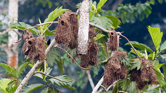 Yellow-rumped Cacique (Cacicus cela)