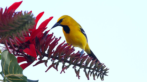 Yellow Oriole (Icterus nigrogularis)