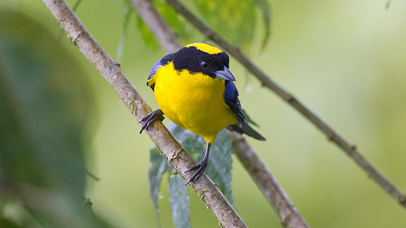 Blue-winged Mountain Tanager (Anisognathus somptuosus)
