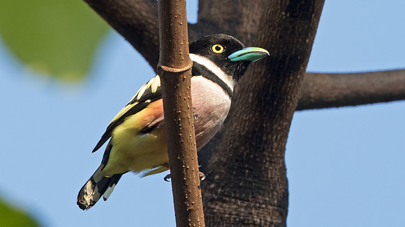 Black-and-yellow broadbill (Eurylaimus ochromalus) Male