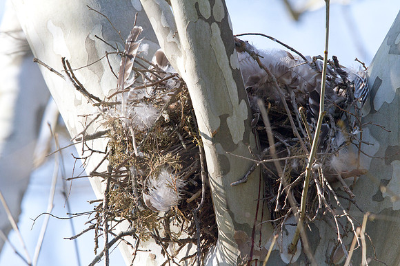 Nesting Red-Shoulded Hawk lost to Raccoon