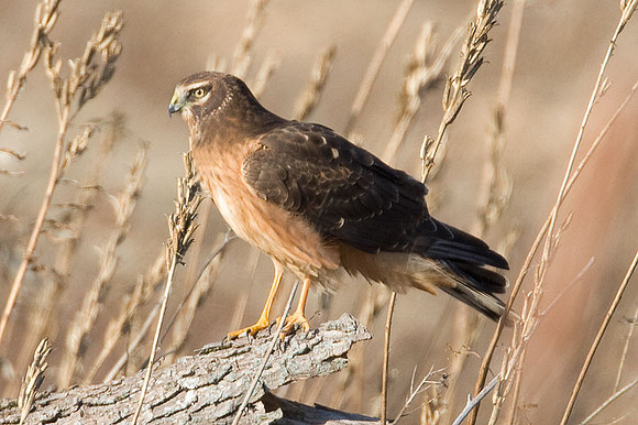 Hen Harrier (Circus cyaneus) immature; or Northern Harrier