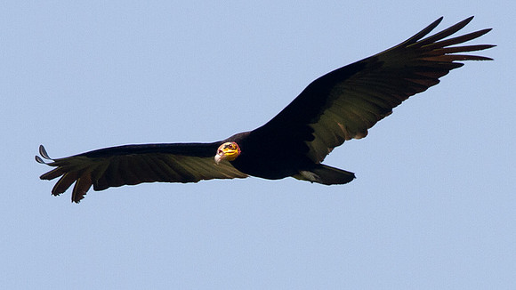 Greater Yellow-headed Vulture (Cathartes melambrotus)