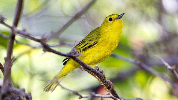Yellow Warbler (Setophaga petechia)