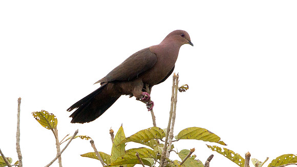 Ruddy Pigeon (Patagioenas subvinacea)