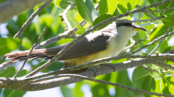 Mangrove Cuckoo (Coccyzus minor)