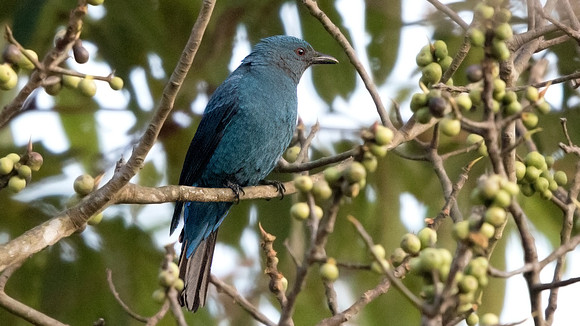 Asian fairy-bluebird (Irena puella) Female