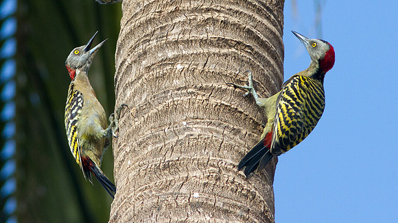 Hispaniolan Woodpecker (Melanerpes striatus)