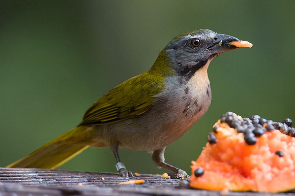 Buff-throated Saltator (Saltator maximus)