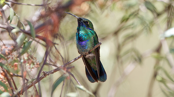 Sparkling Violetear (Colibri coruscans)