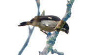 Variable Seedeater (Sporophila corvina)