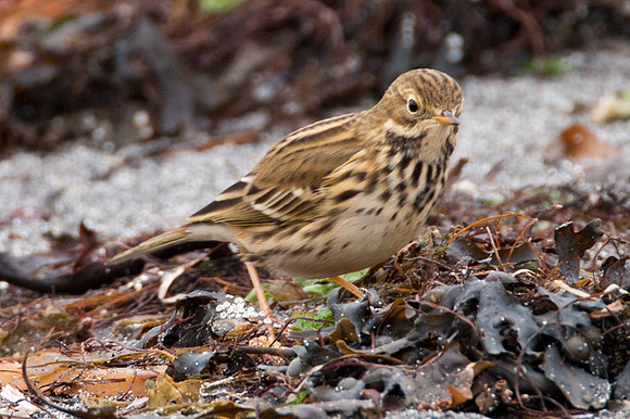 Meadow Pipit (Anthus pratensis)