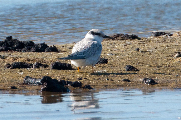Least Tern (Sternula antillarum) juvenile