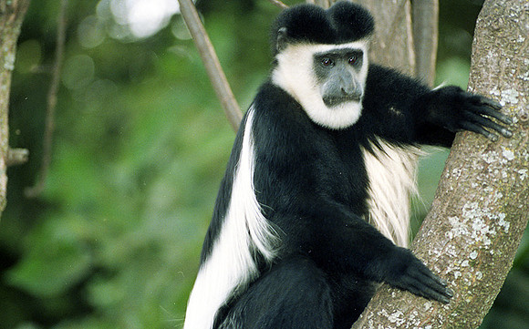1988 Africa Black-and-white colobuse img425