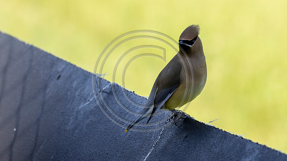 3Q2A4583 copy  cedar waxwing