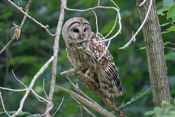 Barred Owl (Strix varia)