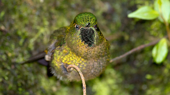 Sylph sp. Unknown
