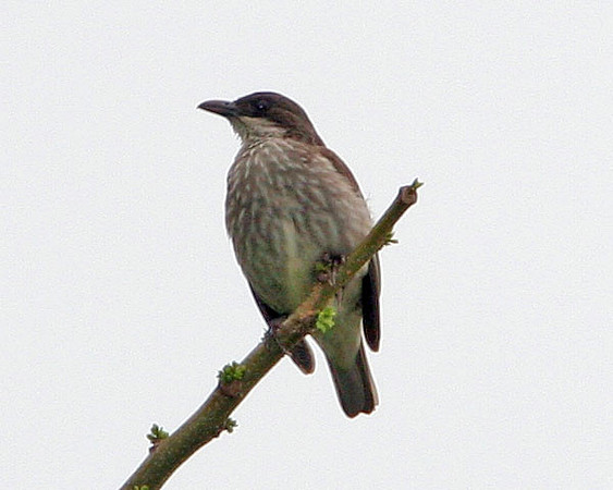 Polynesian Starling (Aplonis tabuensis)