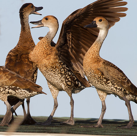 West Indian Whistling Duck (Dendrocygna arborea) also known as Black-billed Whistling Duck, Cuban Whistling Duck