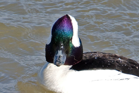 Bufflehead (Bucephala albeola)