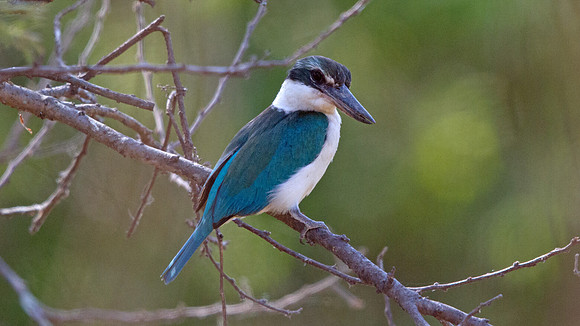 Collared kingfisher (Todiramphus chloris)
