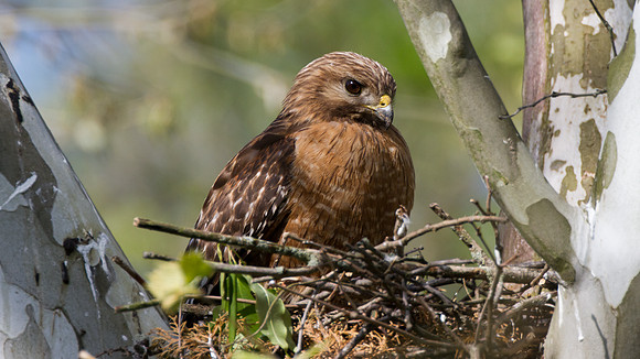 Red-shouldered Hawk with 3 chicks (Buteo lineatus)