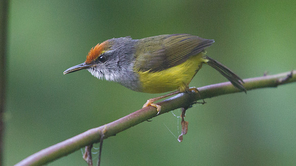 IMG_9399 Mountain tailorbird (Phyllergates cuculatus)