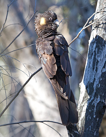Yellow-tailed black cockatoo (Calyptorhynchus funereus)