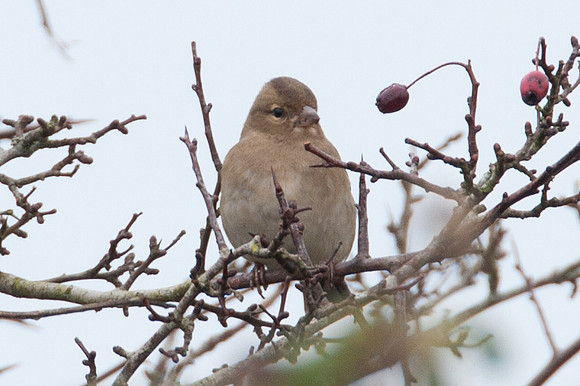 Chaffinch ♀ (Fringilla coelebs)